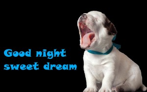 160520Yawing-cute-pup-good-night