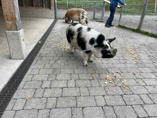 Tiere füttern und die erste Mitwirckungsratsitzung ohne Stimmverstärker💪