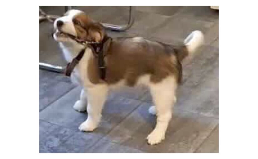 Sonntag den 22. Februar‘ 26 von Cedi